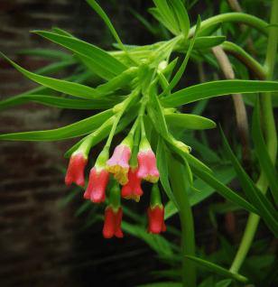 Polygonatum Kingianum - Interstellar Blends