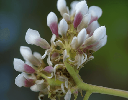 Pongamia Pinnata - Interstellar Blends