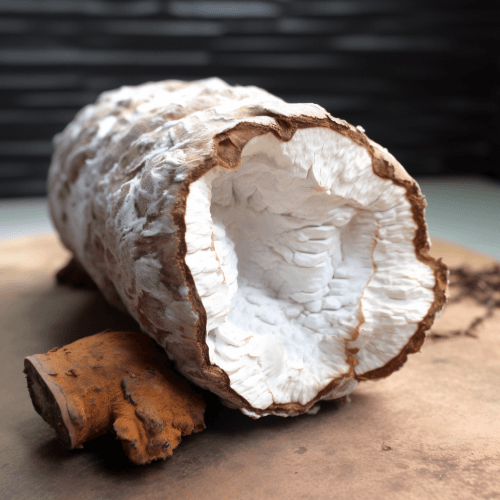 Poria cocos – A detailed image of Poria cocos, a medicinal fungus in Interstellar Blends for immune modulation and gut health.