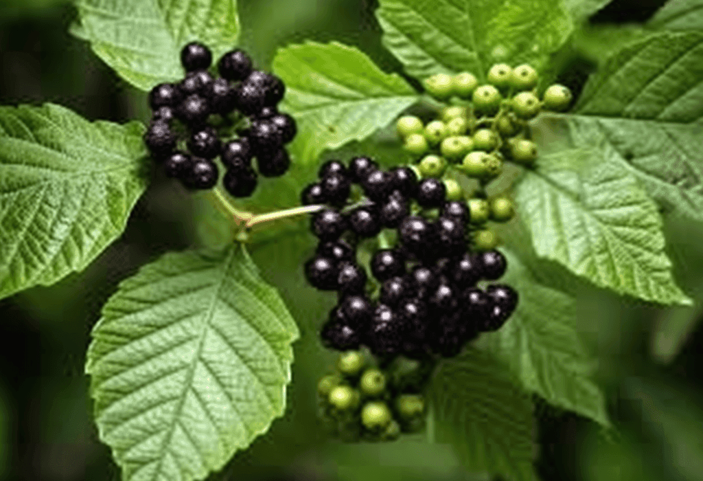 Premna Serratifolia - Interstellar Blends