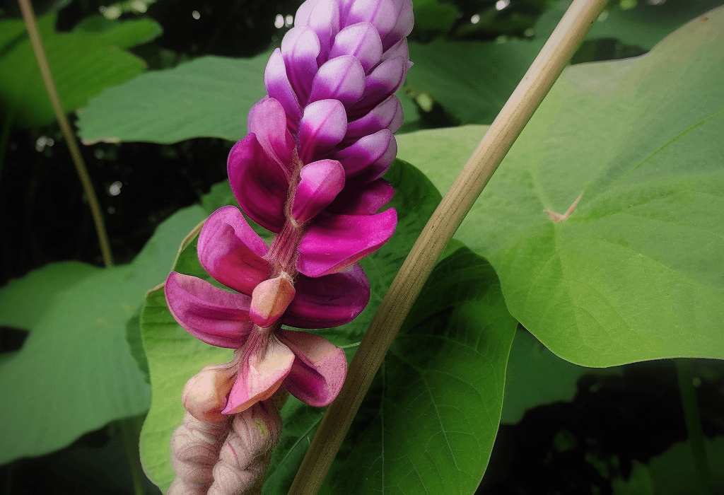 Pueraria lobata – A striking shot of Pueraria lobata (Kudzu root), an herb in Interstellar Blends for liver and cognitive support.