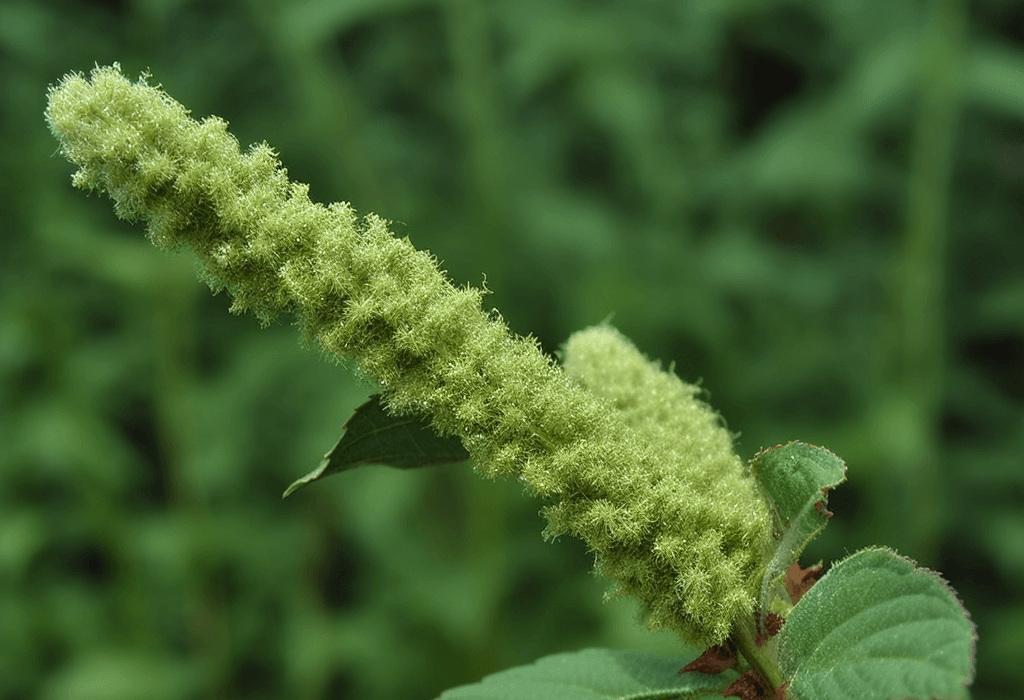 Qianggu (Drynaria fortunei) rhizome illustration, a traditional bone-strengthening herb featured in Interstellar Blends' herbal formulas, known for supporting skeletal health, promoting fracture healing, and enhancing kidney function
