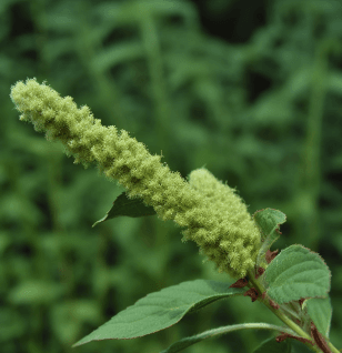 Qianggu (Drynaria fortunei) rhizome illustration, a traditional bone-strengthening herb featured in Interstellar Blends' herbal formulas, known for supporting skeletal health, promoting fracture healing, and enhancing kidney function
