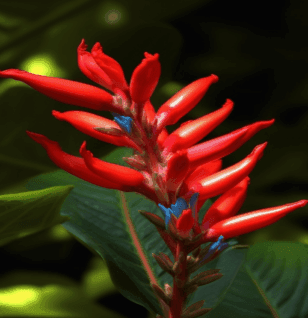 Quassia (Quassia amara) wood extract illustration, a bitter tonic herb featured in Interstellar Blends' herbal formulas, known for supporting digestion, liver detoxification, and acting as a natural antimicrobial agent