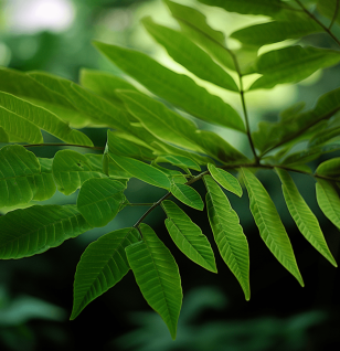 Quassinoid Rich Eurycoma Longifolia - Interstellar Blends