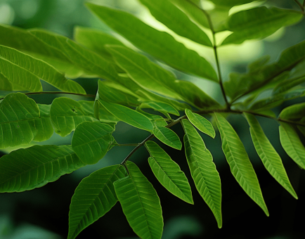 Quassinoid Rich Eurycoma Longifolia - Interstellar Blends