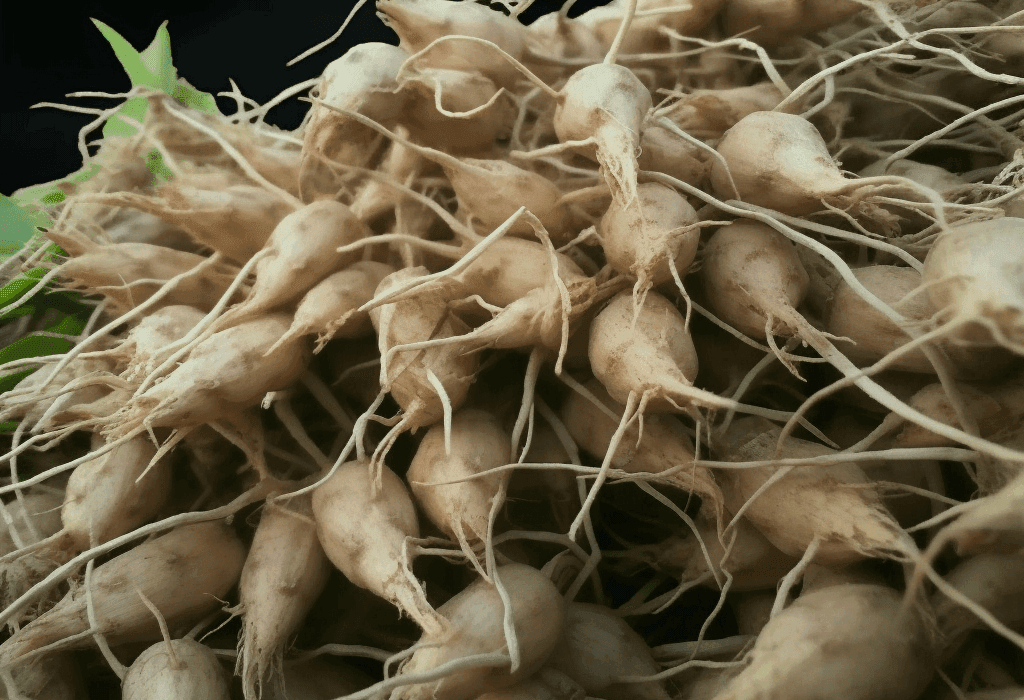 Radix Ophiopogonis - Interstellar Blends