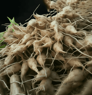 Radix Ophiopogonis - Interstellar Blends