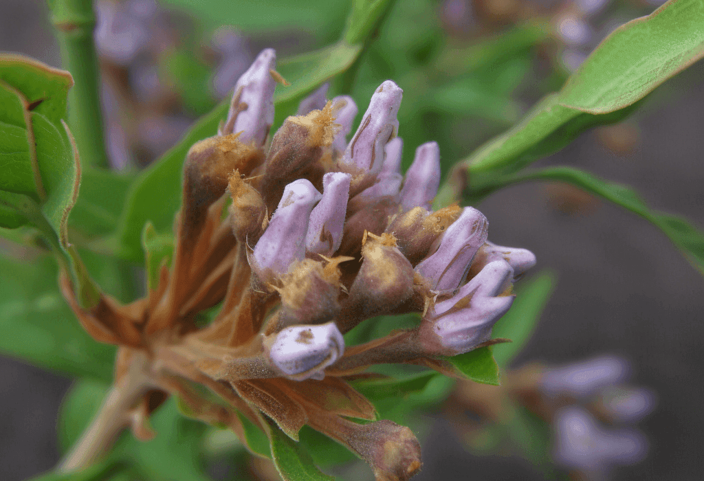 Radix Rhizoma Glycyrrhizae - Interstellar Blends