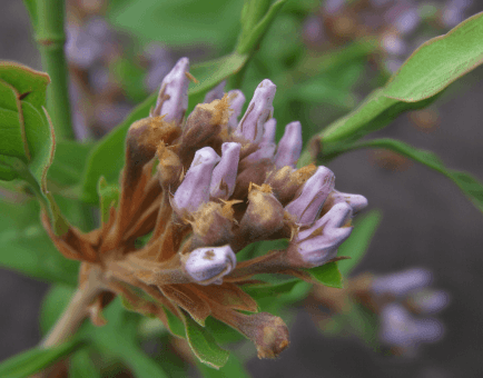 Radix Rhizoma Glycyrrhizae - Interstellar Blends