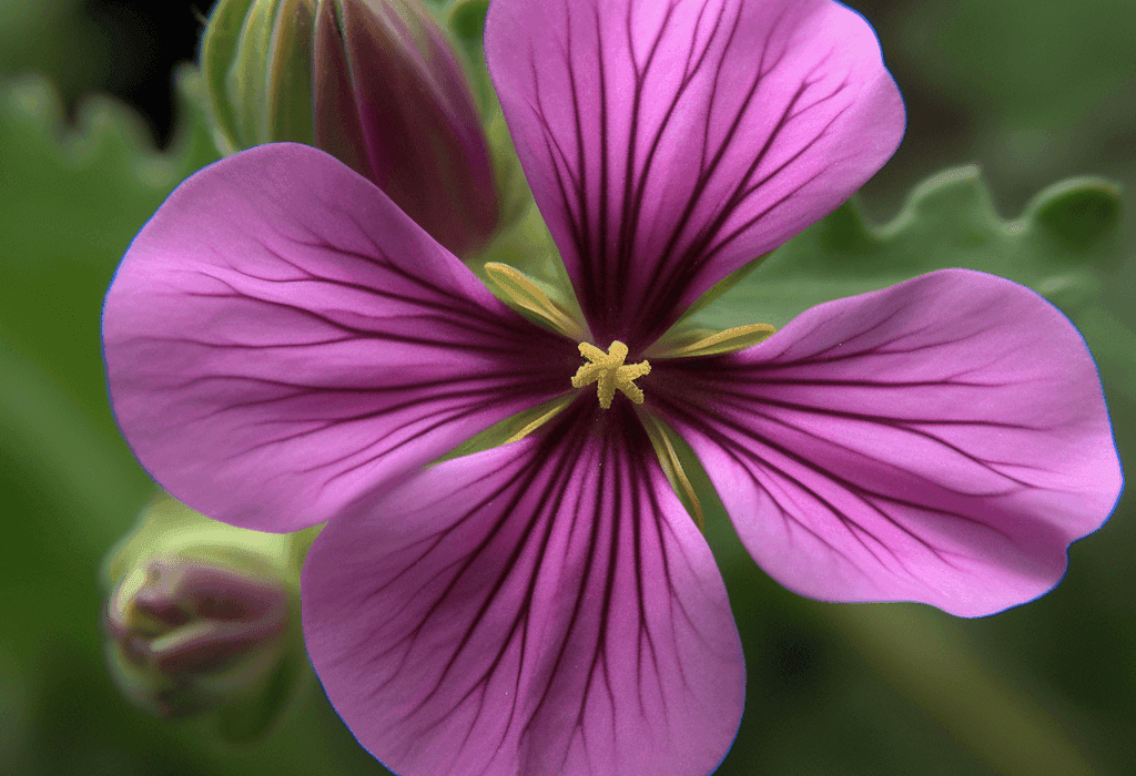 Raphanus sativus – A striking capture of Raphanus sativus (Radish), a detoxifying root in Interstellar Blends for digestion and respiratory health.