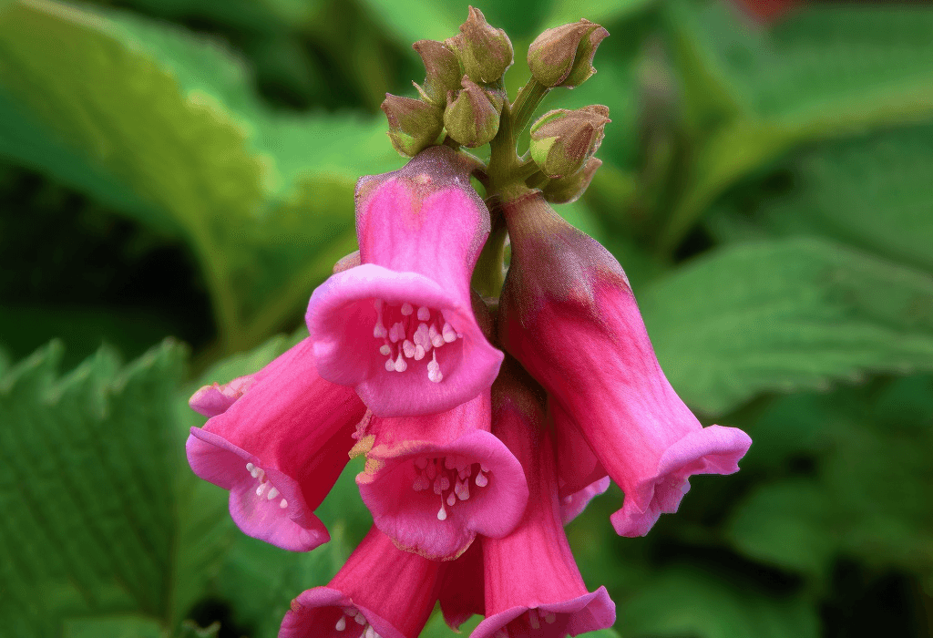 Radix Rehmanniae (Rehmannia Root) – Adaptogenic root in Interstellar Blends, supporting kidney health, adrenal function, and hormonal balance.