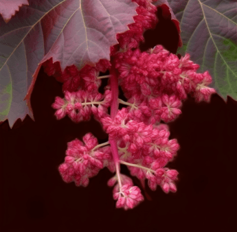 Rheum palmatum – A high-resolution capture of Rheum palmatum (Chinese Rhubarb), a potent digestive herb in Interstellar Blends.