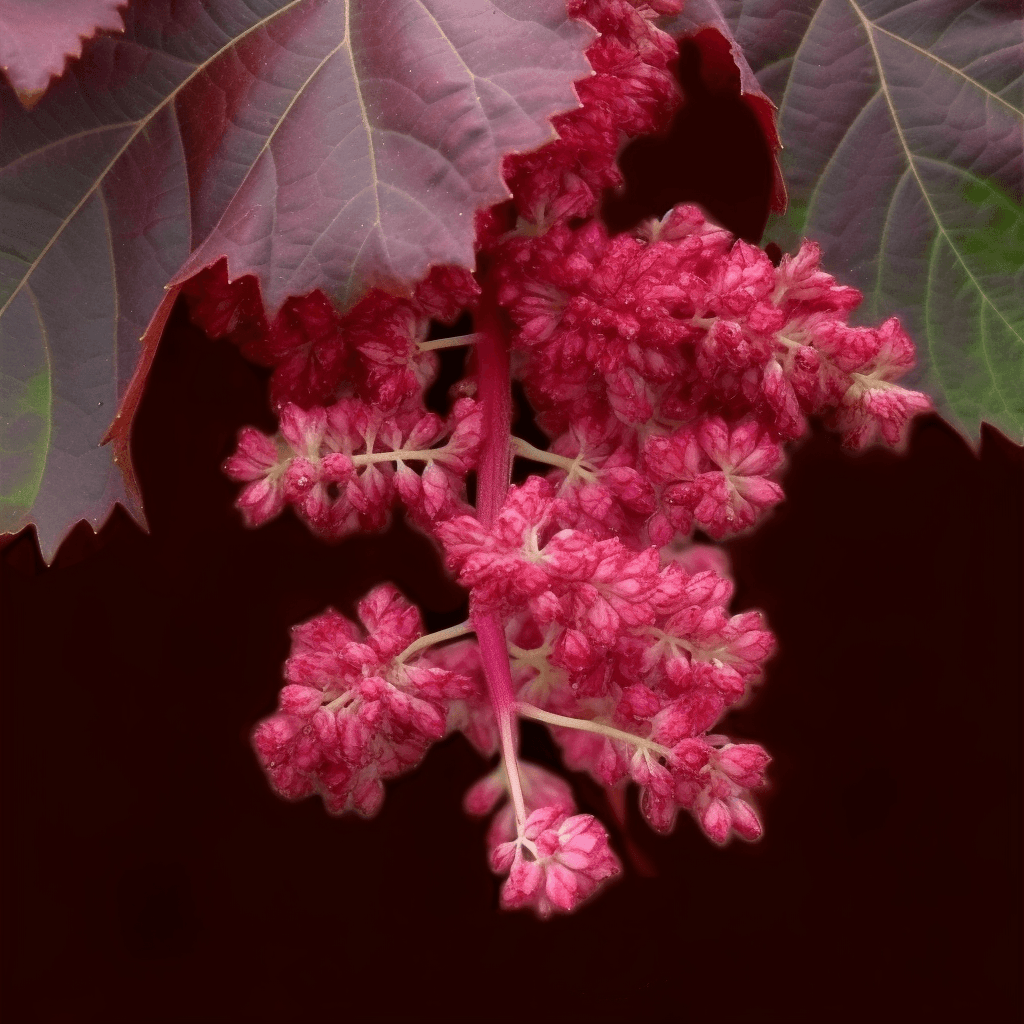 Rheum palmatum – A high-resolution capture of Rheum palmatum (Chinese Rhubarb), a potent digestive herb in Interstellar Blends.