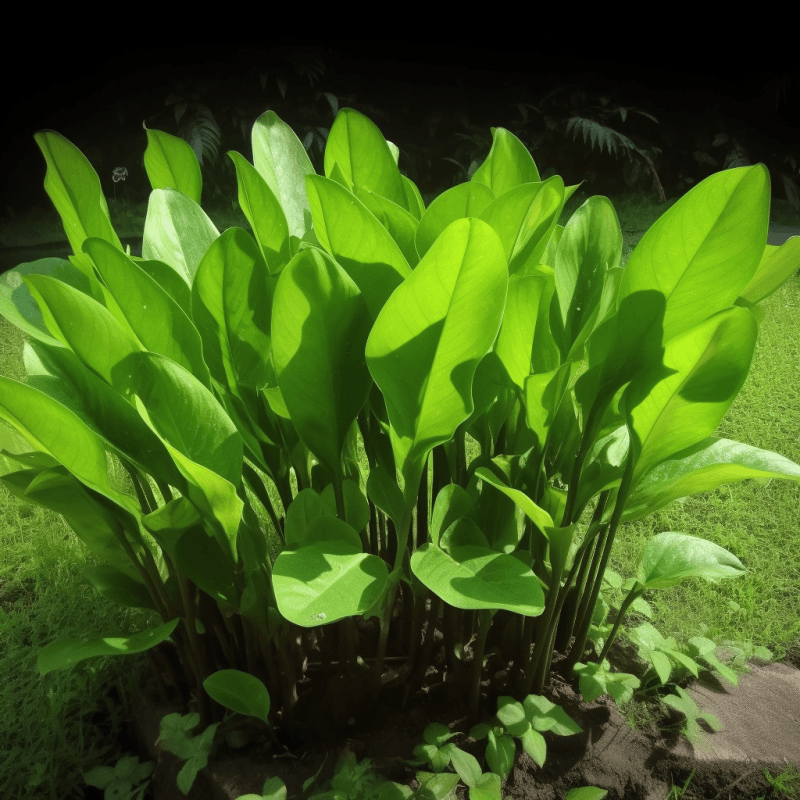 Rhizoma Alismatis - Interstellar Blends