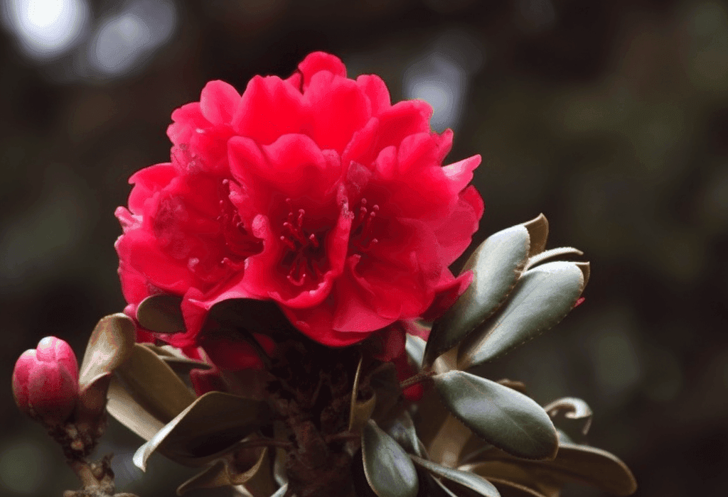 Rhododendron arboreum flower and leaf illustration, a Himalayan medicinal plant featured in Interstellar Blends' herbal formulas, known for its cardiotonic, anti-inflammatory, and antioxidant properties
