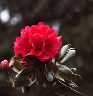 Rhododendron arboreum flower and leaf illustration, a Himalayan medicinal plant featured in Interstellar Blends' herbal formulas, known for its cardiotonic, anti-inflammatory, and antioxidant properties