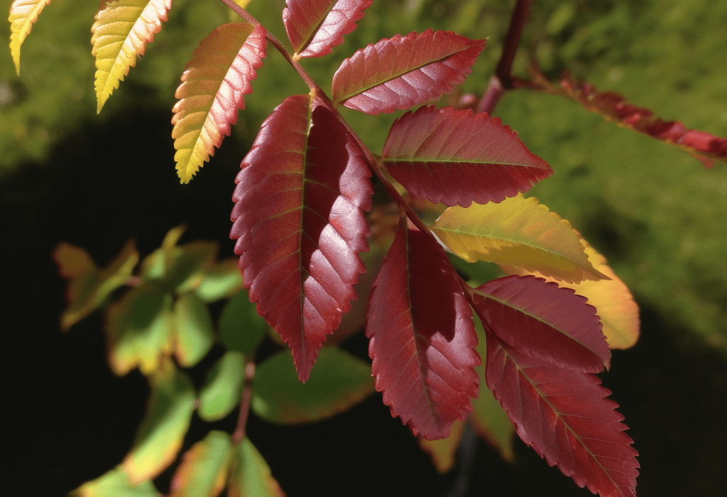 Rhus verniciflua – A high-quality image of Rhus verniciflua, a traditional herb in Interstellar Blends known for its anti-inflammatory and antioxidant effects.