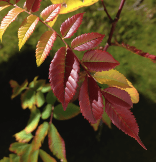 Rhus verniciflua – A high-quality image of Rhus verniciflua, a traditional herb in Interstellar Blends known for its anti-inflammatory and antioxidant effects.