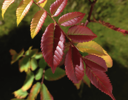 Rhus verniciflua – A high-quality image of Rhus verniciflua, a traditional herb in Interstellar Blends known for its anti-inflammatory and antioxidant effects.