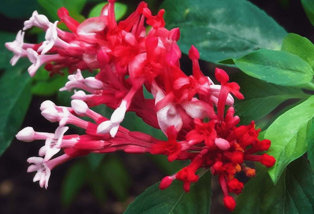 Roxinil compound illustration, a bioactive ingredient featured in Interstellar Blends' herbal formulas, recognized for its antimicrobial, anti-inflammatory, and potential therapeutic properties in immune system support