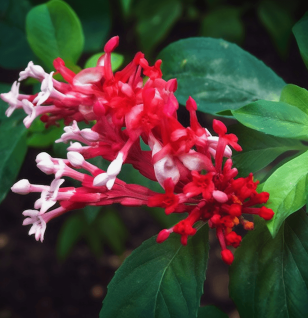 Roxinil compound illustration, a bioactive ingredient featured in Interstellar Blends' herbal formulas, recognized for its antimicrobial, anti-inflammatory, and potential therapeutic properties in immune system support