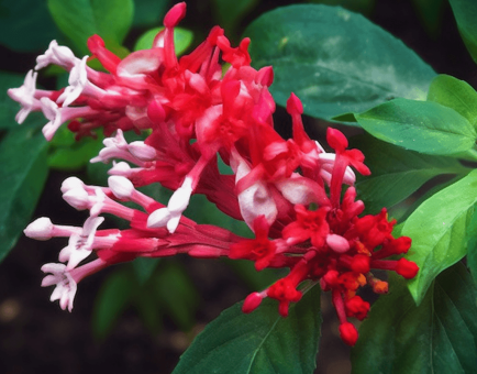 Roxinil compound illustration, a bioactive ingredient featured in Interstellar Blends' herbal formulas, recognized for its antimicrobial, anti-inflammatory, and potential therapeutic properties in immune system support