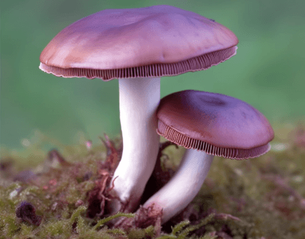 Russula xerampelina (Shrimp Mushroom) illustration, a wild edible fungus featured in Interstellar Blends' herbal formulas, known for its antioxidant, antimicrobial, and immune-supporting properties