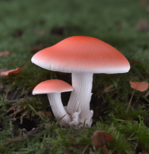 Russula Paludosa - Interstellar Blends
