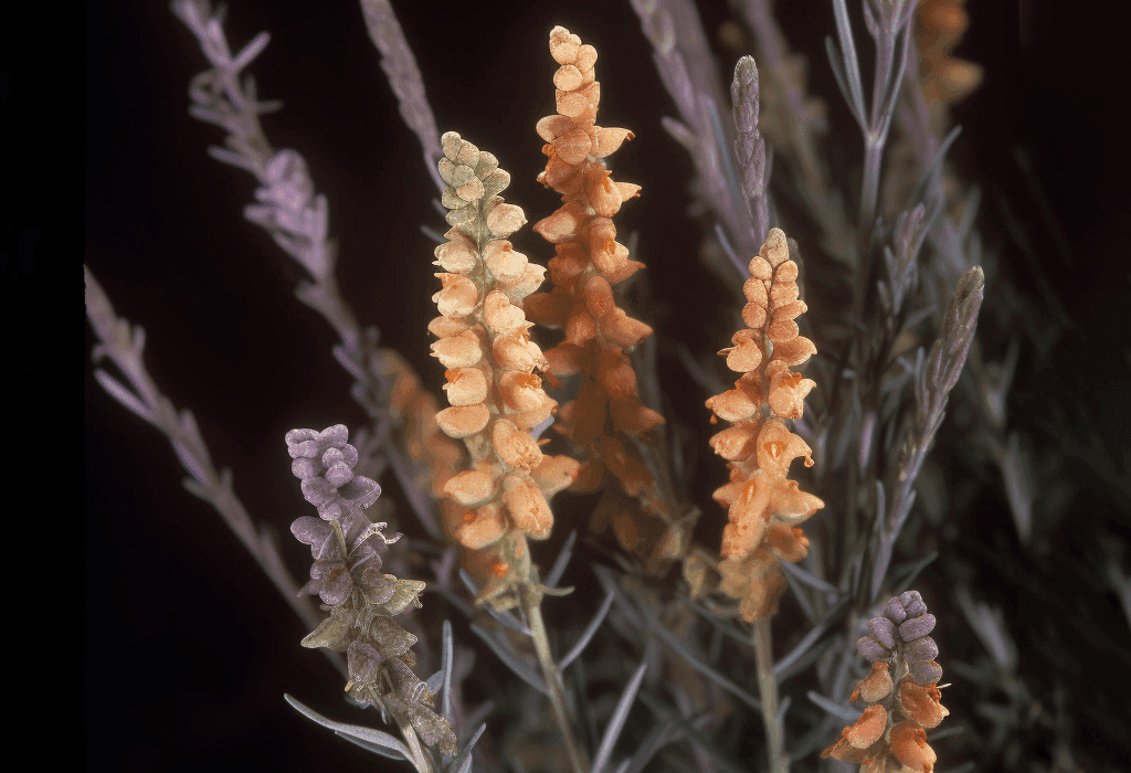 Salsola - Interstellar Blends