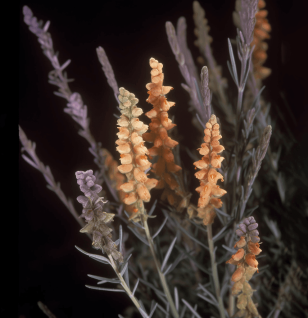 Salsola - Interstellar Blends