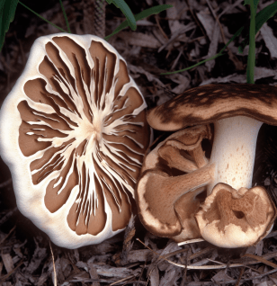 Sarcodon imbricatus (Scaly Tooth Mushroom) illustration, a rare medicinal fungus featured in Interstellar Blends' herbal formulas, known for its neuroprotective, anti-inflammatory, and immune-enhancing properties