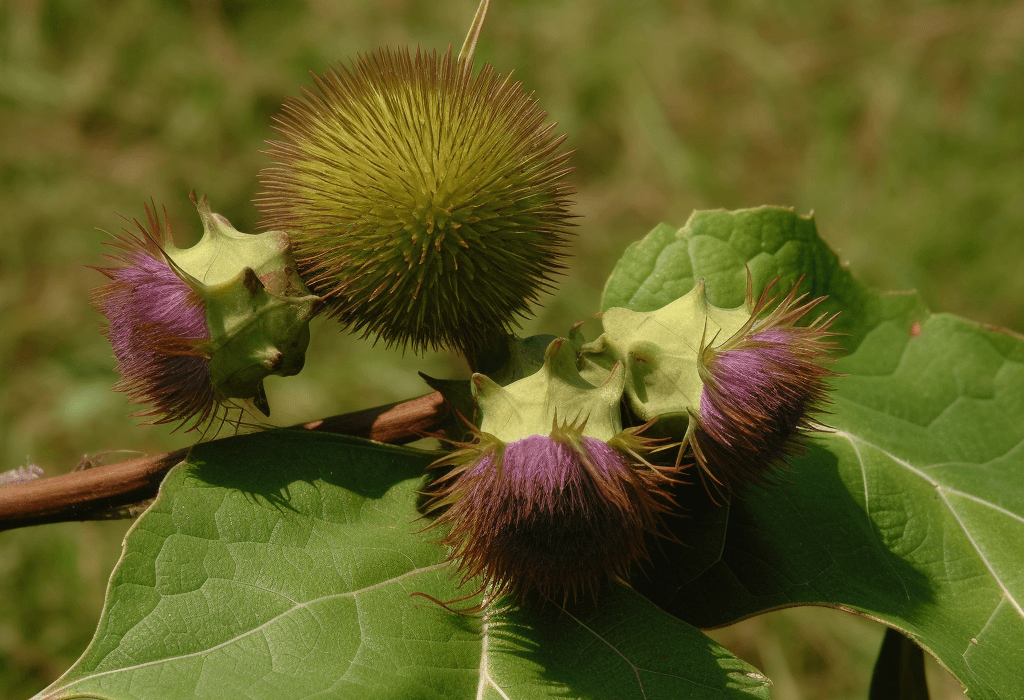 Saussurea lappa - Interstellar Blends