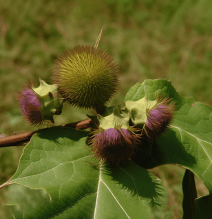 Saussurea lappa - Interstellar Blends