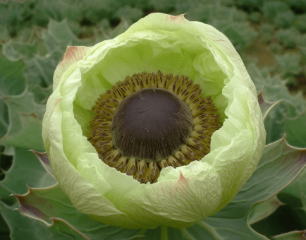 Saussureae Involucratae - Interstellar Blends