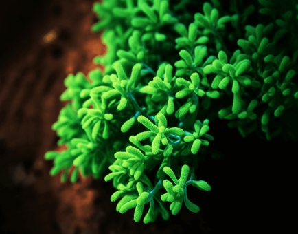 Sceptridium Ternatum - Interstellar Blends