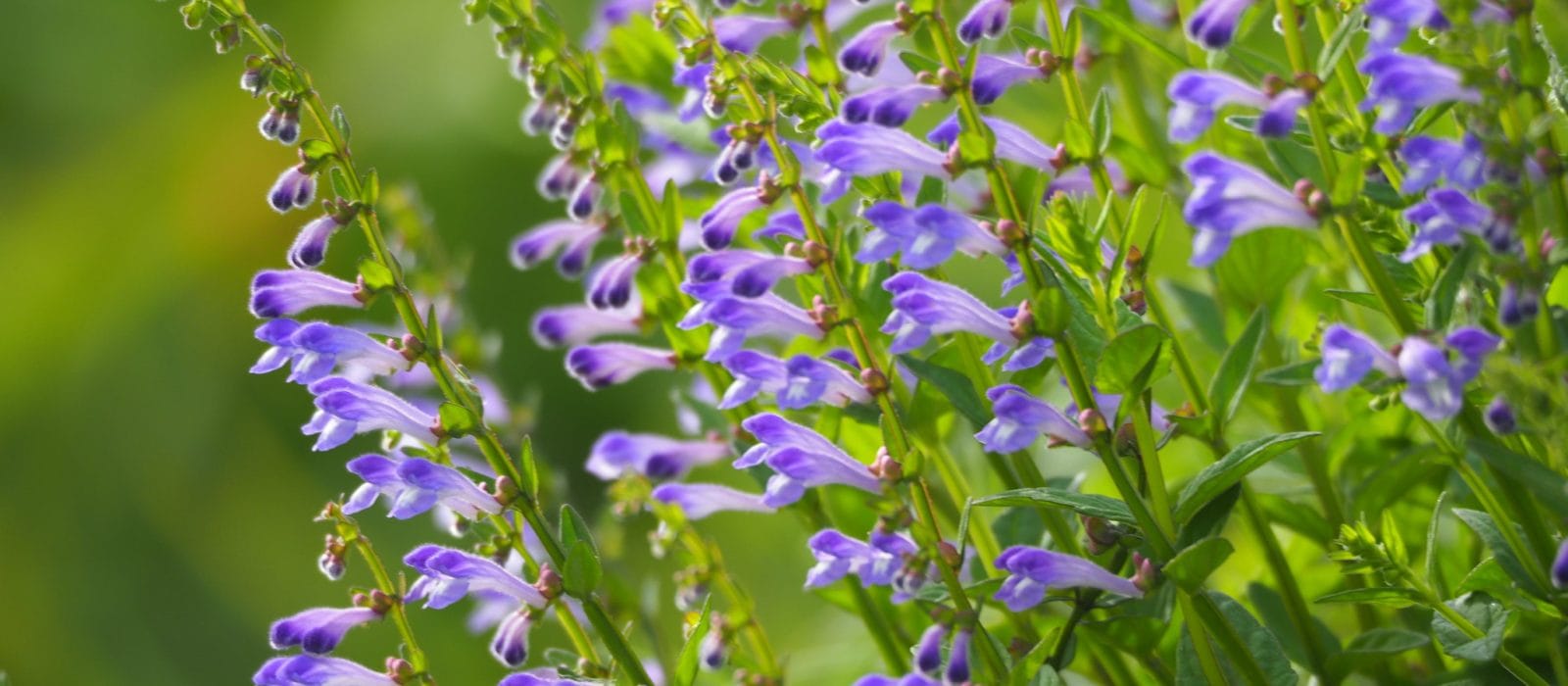 Scutellaria barbata D - Interstellar Blends