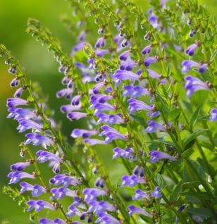 Scutellaria barbata D - Interstellar Blends