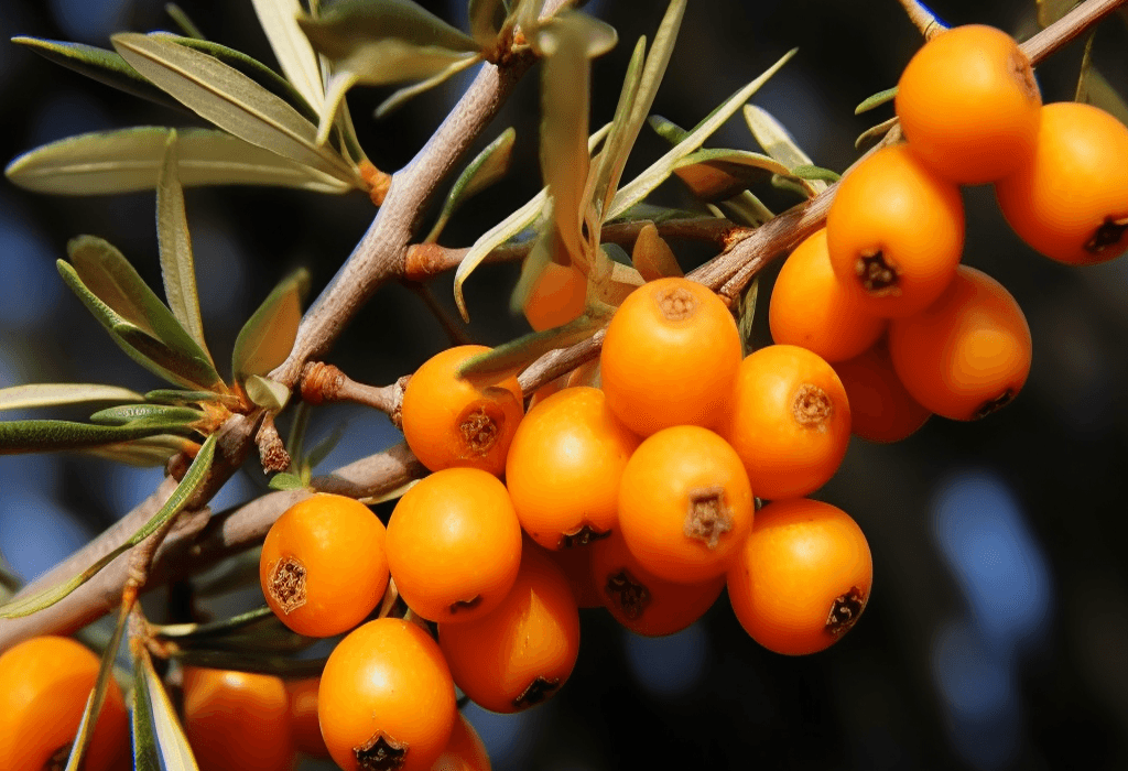 Seabuckthorn - Interstellar Blends