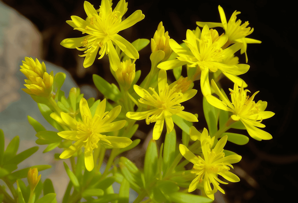 Sedum sarmentosum - Interstellar Blends