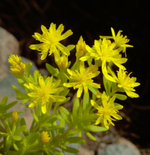 Sedum sarmentosum - Interstellar Blends