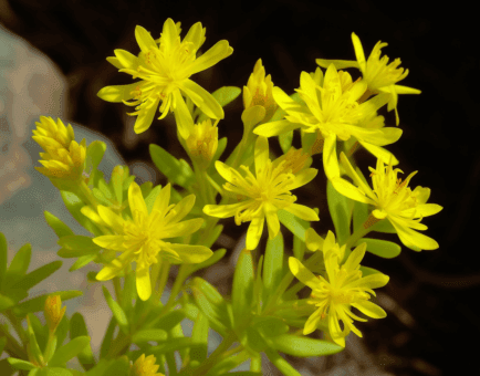 Sedum sarmentosum - Interstellar Blends