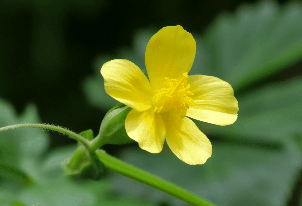 Sida Rhomboidea - Interstellar Blends