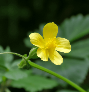 Sida Rhomboidea - Interstellar Blends