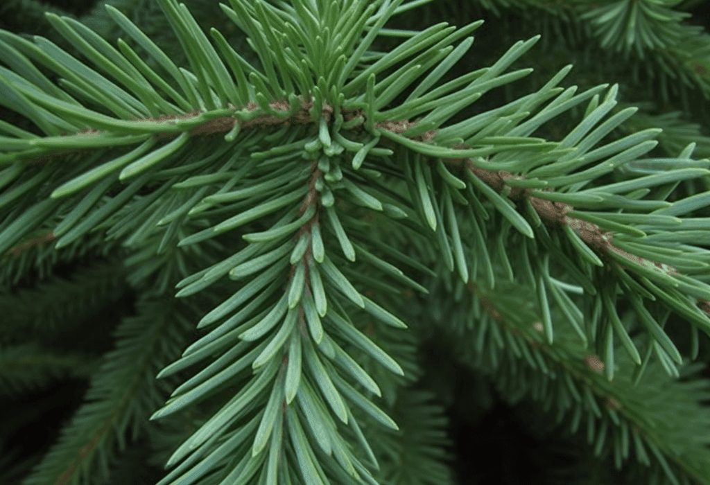 Silver Fir - Interstellar Blends