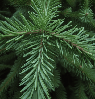 Silver Fir - Interstellar Blends