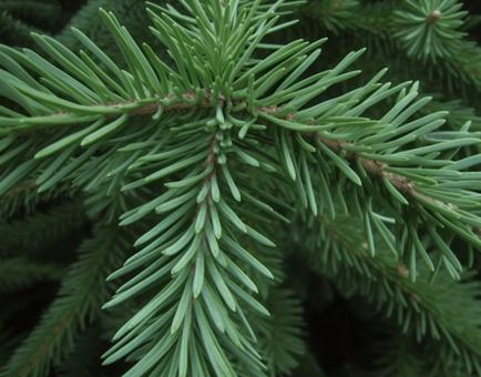 Silver Fir - Interstellar Blends