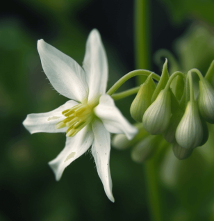 Solanum Indicum - Interstellar Blends