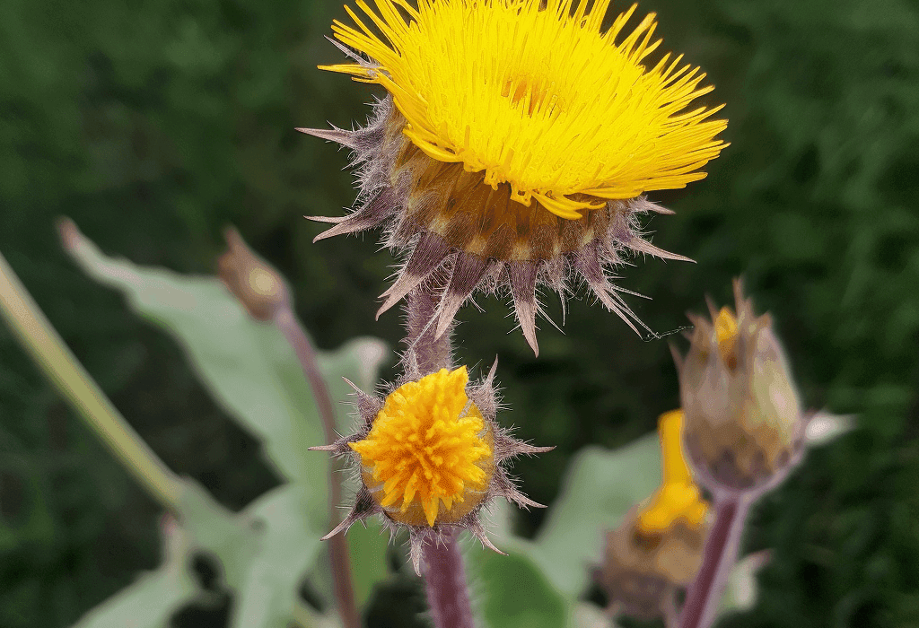 Sonchus wightianus (Wight's Sowthistle) – Traditional herb in Interstellar Blends, supporting liver detoxification, digestive health, and anti-inflammatory benefits.