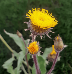 Sonchus wightianus (Wight's Sowthistle) – Traditional herb in Interstellar Blends, supporting liver detoxification, digestive health, and anti-inflammatory benefits.